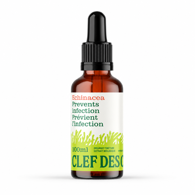 Echinacea